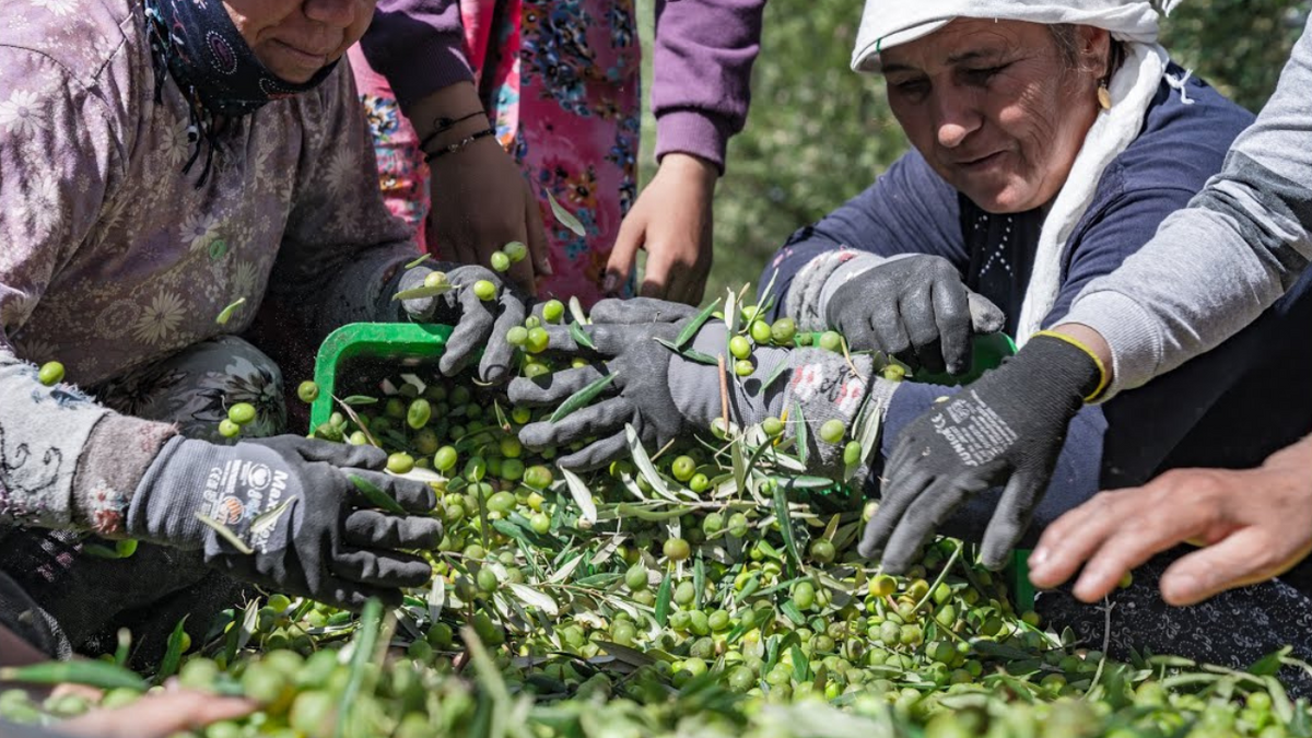 Videoyu yükle: Meet the farmers of the Troy region who harvest your oil